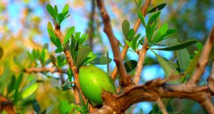 Les pantalons Pull & Bear les plus stylés de la saison ! bienfaits huile d'argan