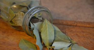 Feuille de laurier : Découvrez ses nombreuses vertus feuille de laurier