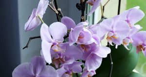 12 plantes d’intérieur qui purifient l’air de votre appartement plantes d'intérieur qui purifient l'air