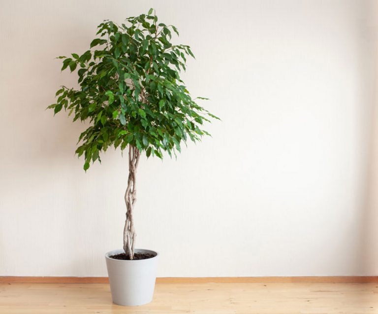 10 plantes dépolluantes à avoir dans son appartement