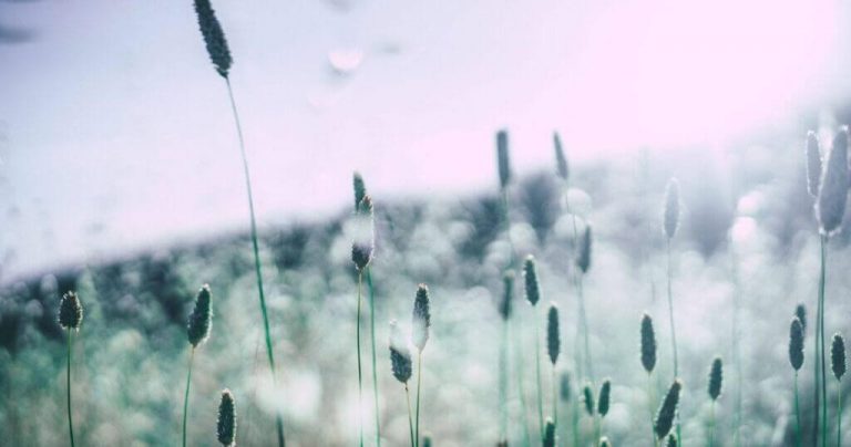 Allergies au pollen : 3 remèdes naturels efficaces