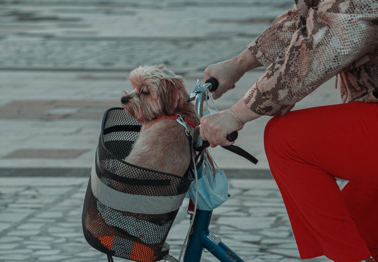 4 astuces pour bien choisir ses accessoires pour chien