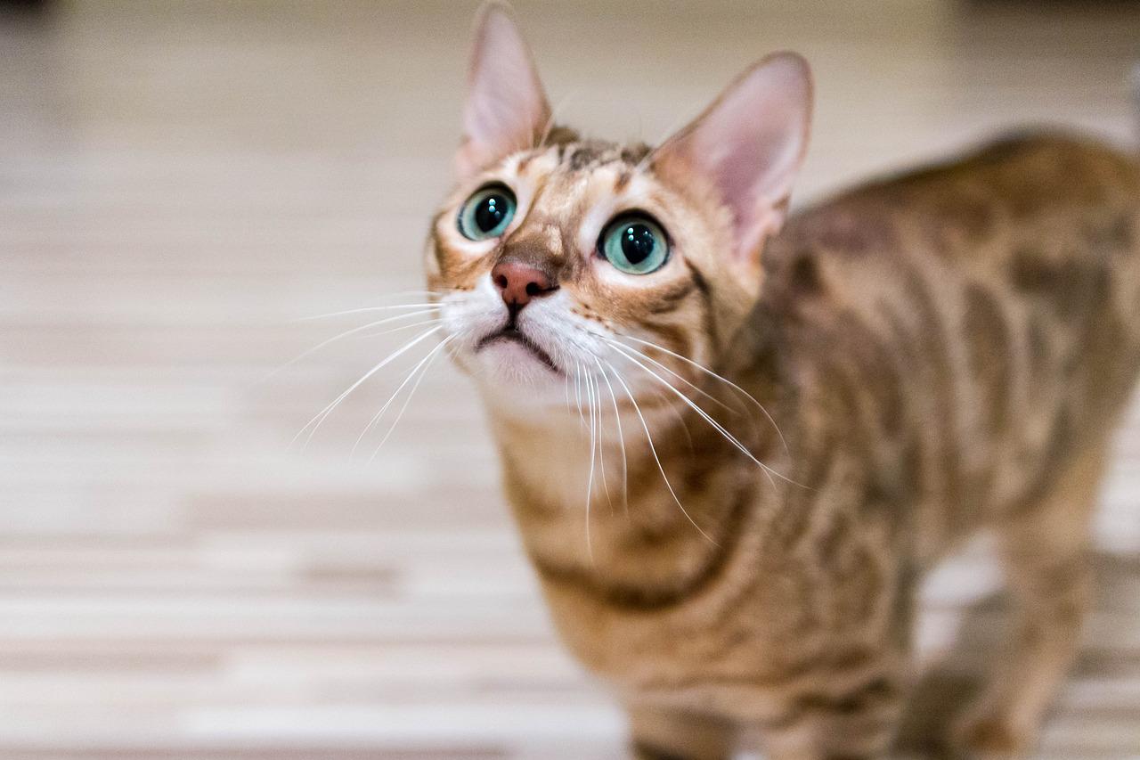 8 races de chats préférées des Français en 2022