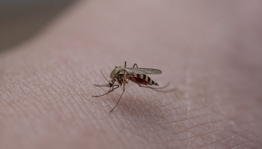 piqures-insectes piqûres d'insectes