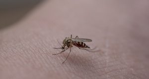 Piqûres d’insectes : quels remèdes naturels choisir piqûres d'insectes