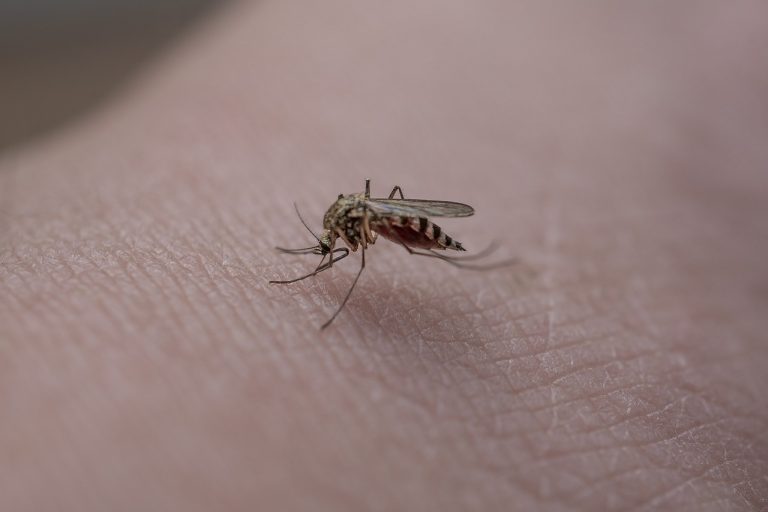 Piqûres d&rsquo;insectes : quels remèdes naturels choisir