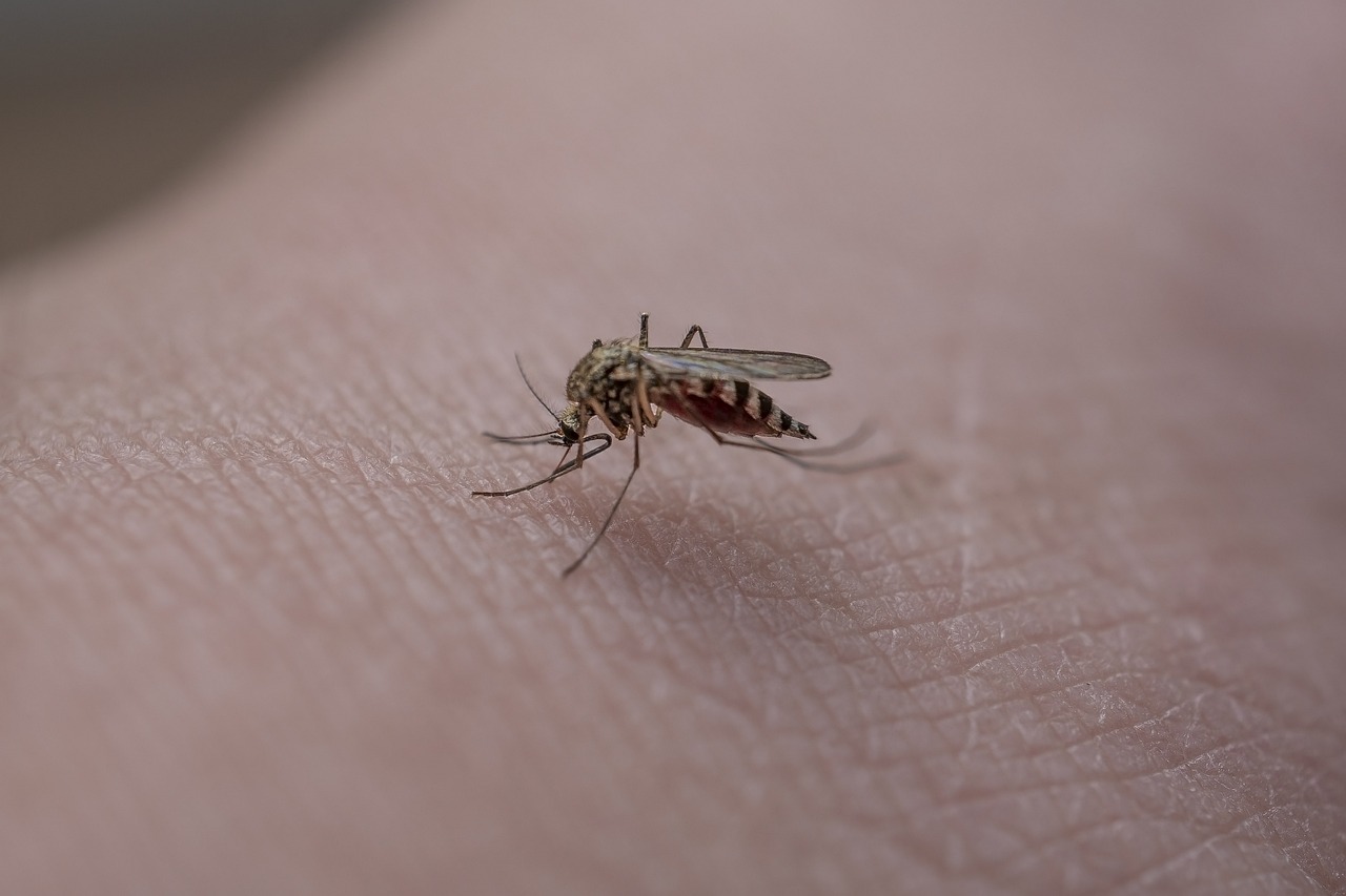Piqûres d&rsquo;insectes : quels remèdes naturels choisir