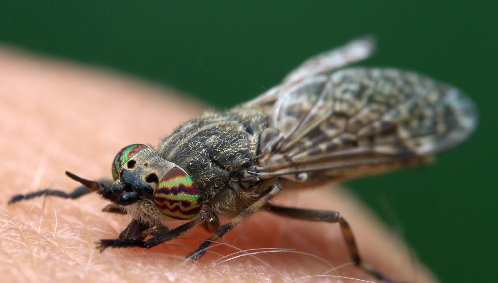 piqures-taon Piqûres de taon