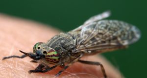 Piqûres de taon – 8 remèdes naturels Piqûres de taon