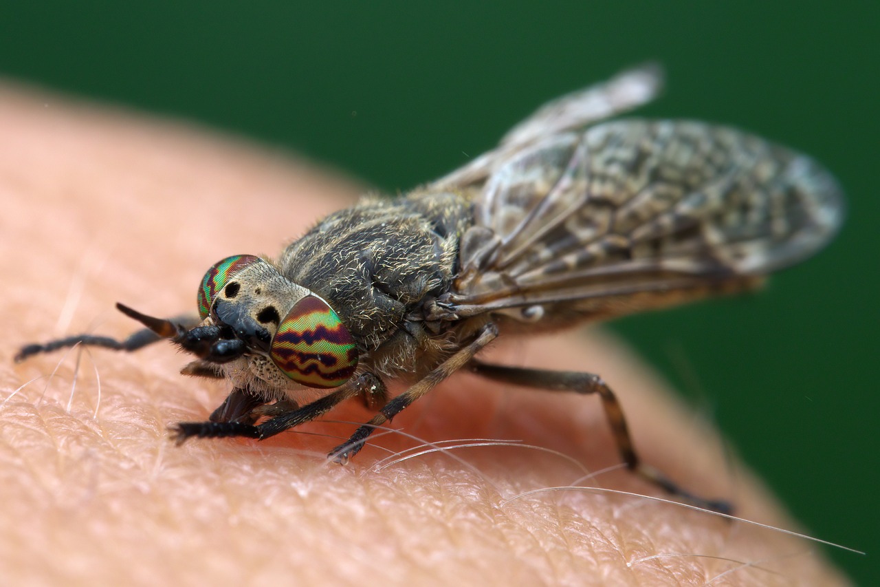 Piqûres de taon – 8 remèdes naturels