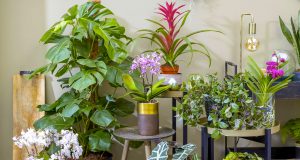 L’après shampoing : La meilleure astuce pour des plantes en bonne santé ! après shampoing plante astuce