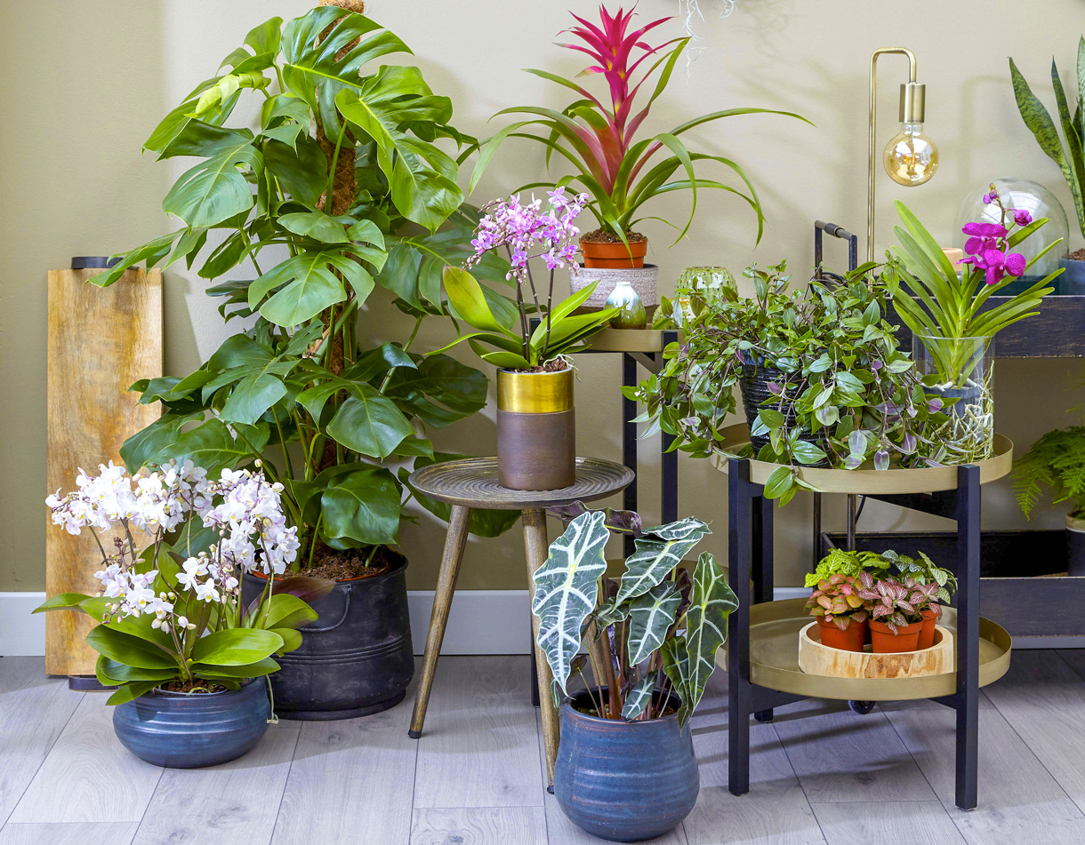 L’après shampoing : La meilleure astuce pour des plantes en bonne santé !