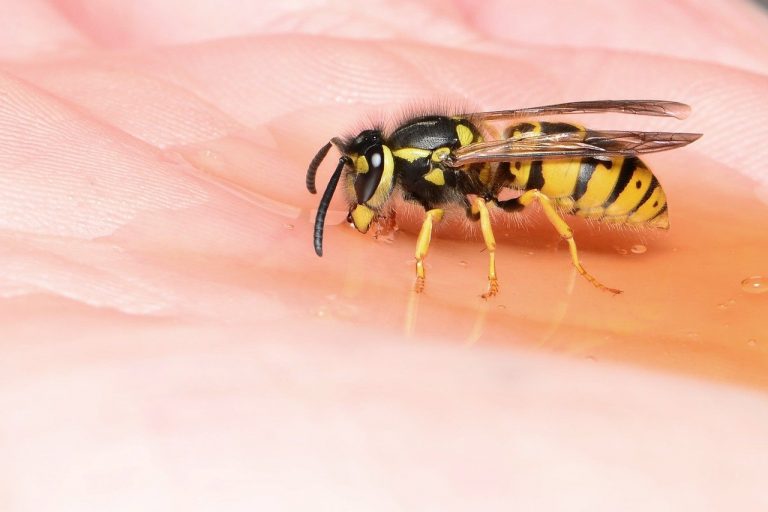 Comment éloigner les guêpes de votre jardin pour de bon ?