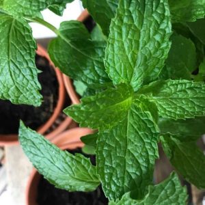 menthe poivrée