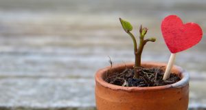 3 endroits où il ne faut pas mettre vos plantes d’intérieur ! endroits pas mettre plantes intérieur