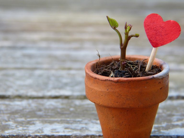 3 endroits où il ne faut pas mettre vos plantes d’intérieur !