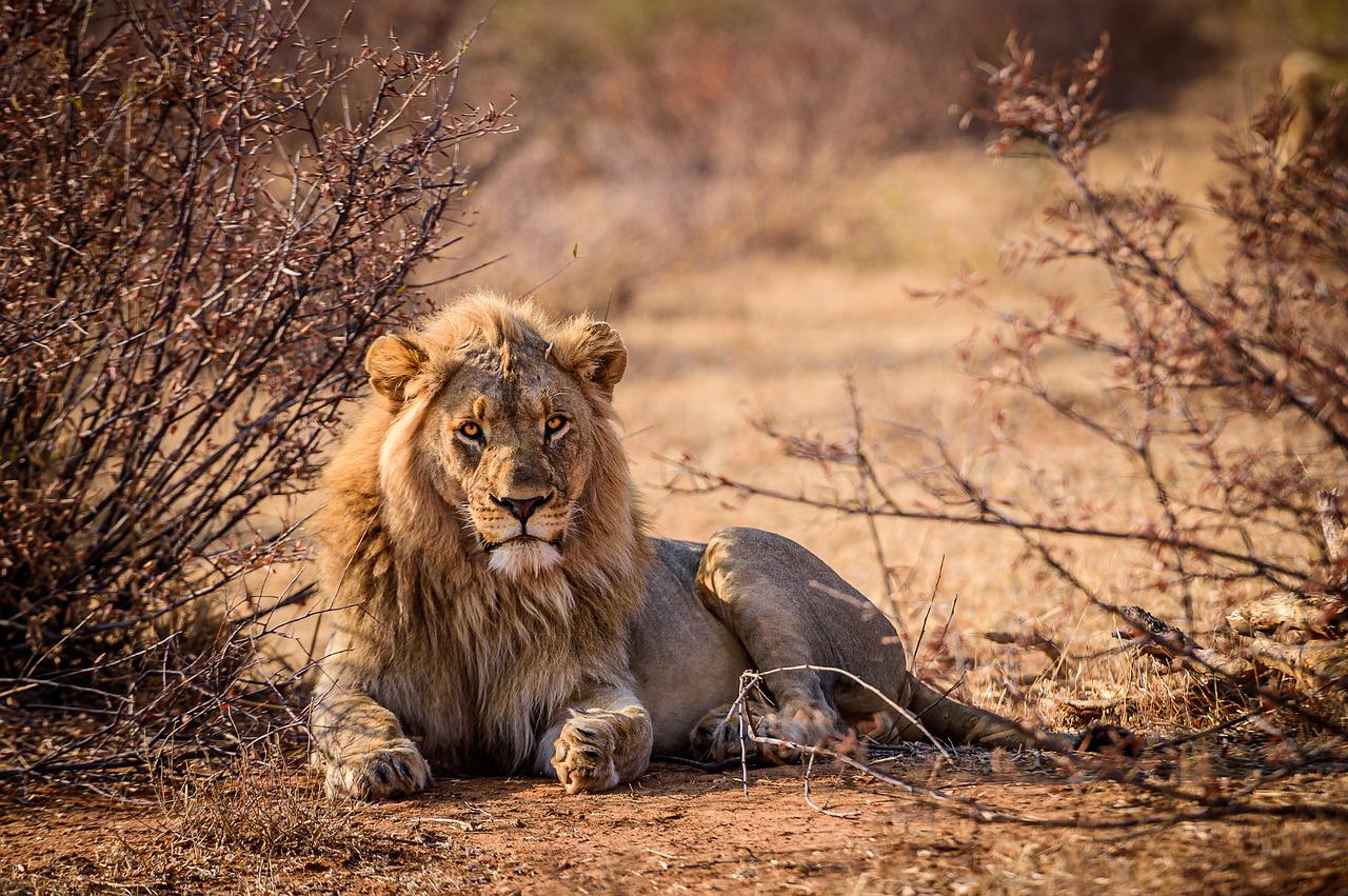 Comment observer la faune sauvage en Afrique du Sud ?