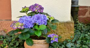 De la levure pour prendre soin de vos plantes ! soin plante intérieur