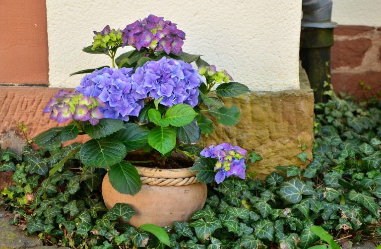 De la levure pour prendre soin de vos plantes !