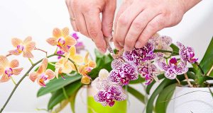 Comment faire refleurir une orchidée à coup sûr faire refleurir une orchidée