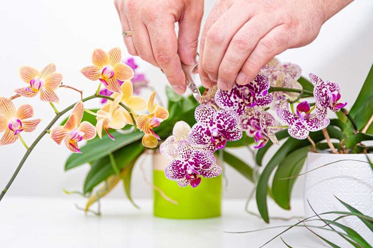 Comment faire refleurir une orchidée à coup sûr