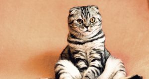 Les 9 plus belles races de chat du monde plus beaux chats du monde
