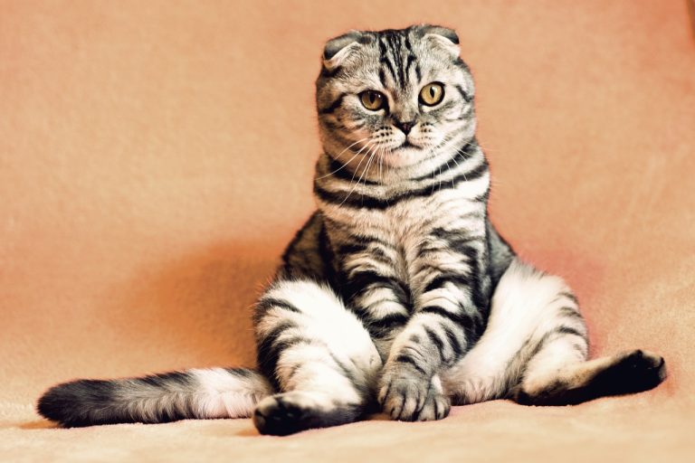 Les 9 plus belles races de chat du monde