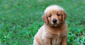 12 plus belles races de chien au monde avec photo