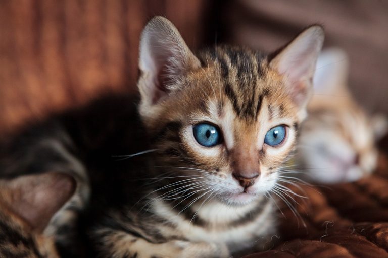 Les 7 races de chats les plus chères du monde (avec les photos)