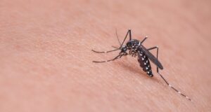 Comment se protéger efficacement des moustiques dans les zones infestées ?