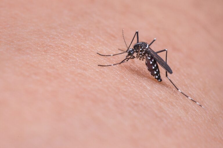 Comment se protéger efficacement des moustiques dans les zones infestées ?