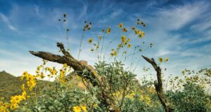 Le pouvoir du traitement à l’arnica pour le bien-être musculaire absolu arnica