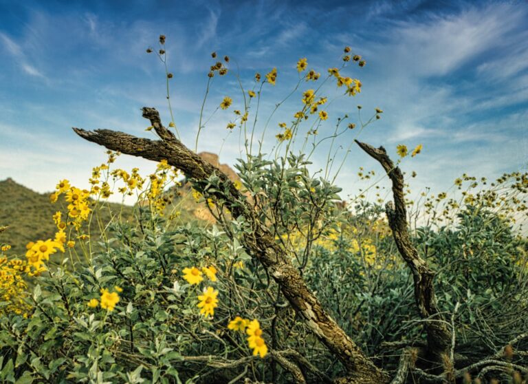 Le pouvoir du traitement à l&rsquo;arnica pour le bien-être musculaire absolu