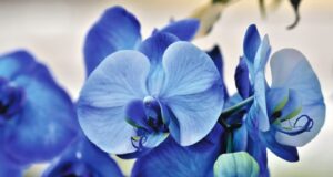 Les secrets de la floraison et de la croissance des orchidées croissance des orchidées