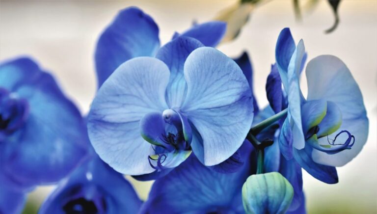 Les secrets de la floraison et de la croissance des orchidées