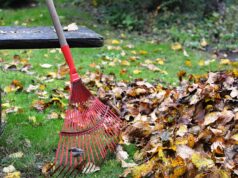 Les étapes essentielles pour nettoyer et préparer un jardin au printemps nettoyer et préparer un jardin au printemps