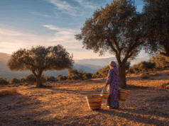 L’or liquide du Maroc : 5 raisons de glisser l’huile d’argan dans votre routine beauté