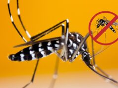 Un procédé innovant pour stopper les moustiques tigres envahisseurs