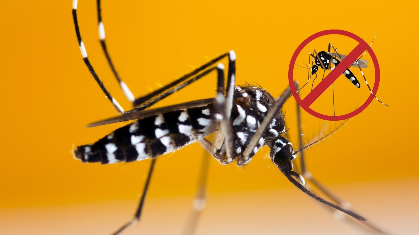 Un procédé innovant pour stopper les moustiques tigres envahisseurs