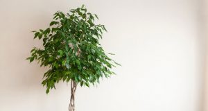 10 plantes dépolluantes à avoir dans son appartement