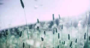 Allergies au pollen : 3 remèdes naturels efficaces allergies au pollen