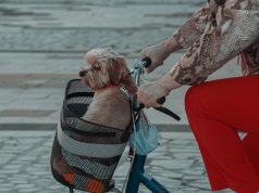 4 astuces pour bien choisir ses accessoires pour chien accessoires pour chien