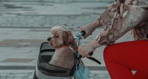 4 astuces pour bien choisir ses accessoires pour chien accessoires pour chien