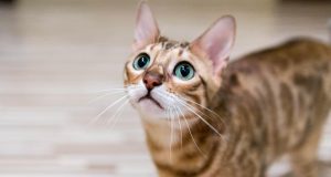 8 races de chats préférées des Français en 2022 races de chats préférées français