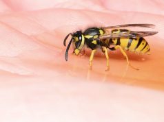 Comment éloigner les guêpes de votre jardin pour de bon ? éloigner les guêpes de votre jardin