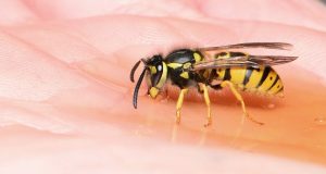 Comment éloigner les guêpes de votre jardin pour de bon ? éloigner les guêpes de votre jardin