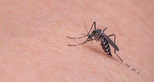 3 méthodes efficaces pour éloigner les moustiques éloigner les moustiques