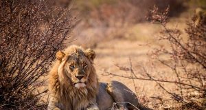 Comment observer la faune sauvage en Afrique du Sud ? faune sauvage en Afrique du Sud