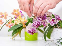 Comment faire refleurir une orchidée à coup sûr faire refleurir une orchidée