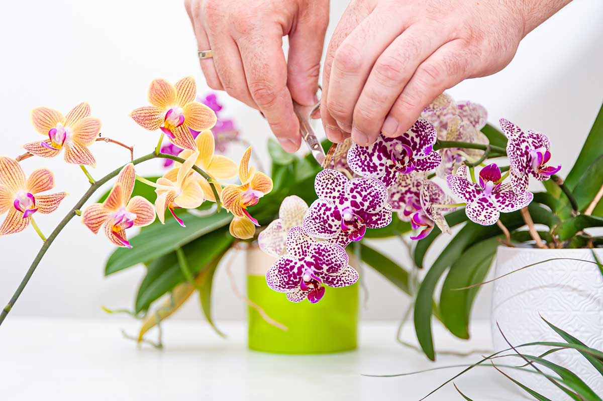 Comment faire refleurir une orchidée à coup sûr - MagFeminin.com